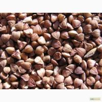 Срочно куплю гречку