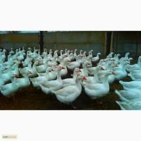 Продаем инкубационное яйцо одной из самых элитных пород гусей - Легарт датский