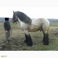 Бельгийский тяжеловоз БРАБАНСОН для случки