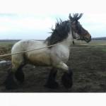 Бельгийский тяжеловоз БРАБАНСОН для случки