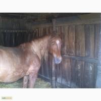 Продам кобилу