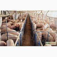 Продам свиней живым весом Херсонская область
