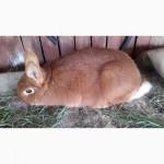 Продам кроликов породы Новозеландский красный (НЗК)