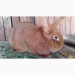 Продам кроликов породы Новозеландский красный (НЗК)