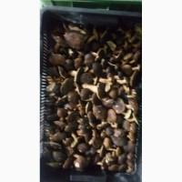 Продам білі гриби