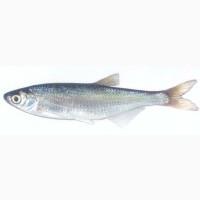 Себель / Верховодка/ Уклейка / Верховка / Чебанчик, Вяленая