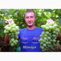 Саженцы винограда