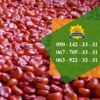 Семена кукурузы / Насіння кукурудзи Дніпровський 181 СВ від ПБФ «Колос»