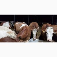 Продам от производителя. Голштинскую и Семинталь породы коровы