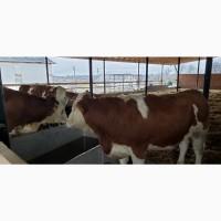 Продам от производителя. Голштинскую и Семинталь породы коровы