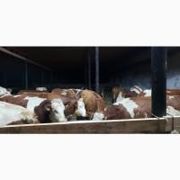 Продам от производителя. Голштинскую и Семинталь породы коровы