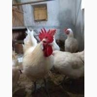 Куры Бресс Гальский яйцо цыплята