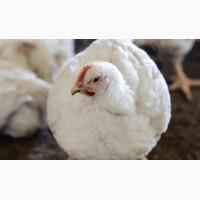 Курчата бройлери КОББ-500 підрощені Польща. Курчата Бройлер добові циплята курка брйолера