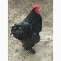 Кохинхин, куры, цыплята, инкубационное яйцо