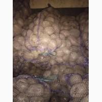 Продам картоплю