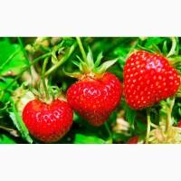 Продам клубнику