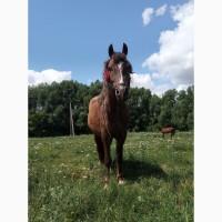 Продам кобилу 6 років та однорічне лоша