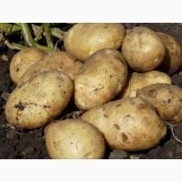 Продам картоплю