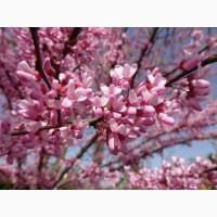 Семена Церцис канадский, Багрянник (Cercis canadensis) 20шт. - 10грн