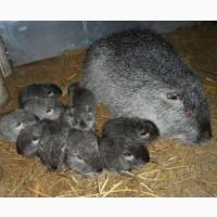 Продам нутрии