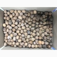 Продам Грецкий орех оптом, кругляк