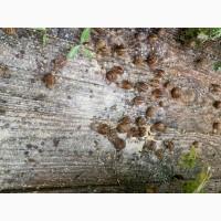 Маточне стадо Helix Aspersa Muller