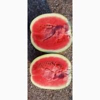 Продам Арбуз с поля от тоны