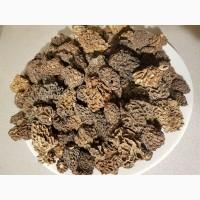 Продам гриби СМОРЧКИ сушені