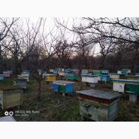 4 та 6 рамочні пакети бджіл у великій кількості