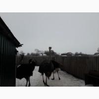 Продаю страусів