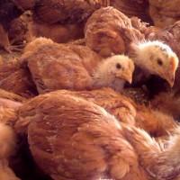 Продаю курчата, качку від 1 до 7 днів