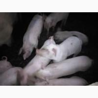 Месячные поросята