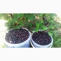 Продам смородину ручного збирання