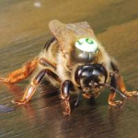 Продам маток Карника