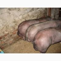 Продам хряков