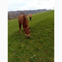 Продам коня не б‘є не кусає виконує всі домогосподарські роботи