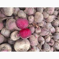 Продам Цибулю