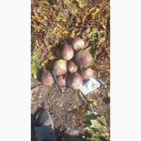 Продам свеклу оптом