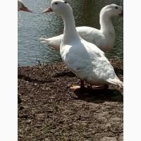 Продам м#039;ясо, сало свиней, тушки утей, Кролевець