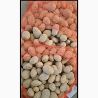 Продам семенную картошку