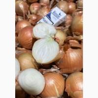 Продам цибулю(лук), сорт медуза, седона + продажа лука (цибуля) очищенного целого