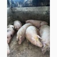Мясні свині живой вагою