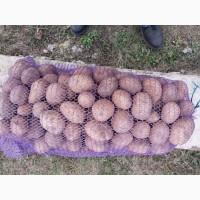 Продам картоплю, сорт Арізона