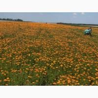 Продаємо сушені квіти календули