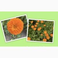 Продаємо сушені квіти календули