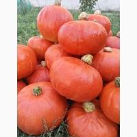 Продам овочі гарбуз баттернат, хоккайдо