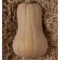 Продам овочі гарбуз баттернат, хоккайдо