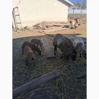 Вівці камерунські