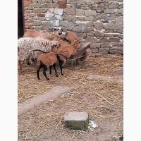 Вівці камерунські