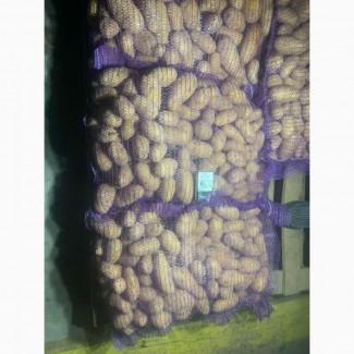 Продається якісна картопля! Каралева Анна, Гранада, Лілі